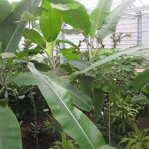 Hald Ege Miniregnskov - Den Nye Regnskov