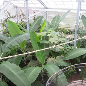 Hald Ege Miniregnskov - Den Nye Regnskov