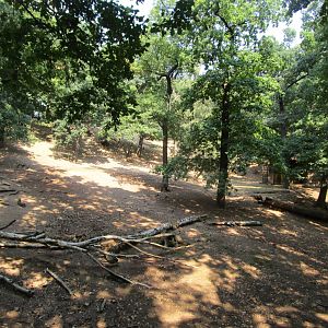 Siberian Ibex Enclosure