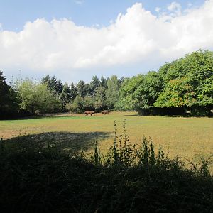 European Bison Paddock