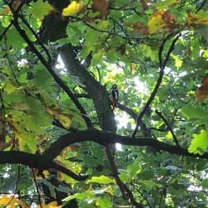Greater Spotted Woodpecker - Wild