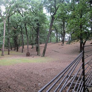Golden Takin Enclosure