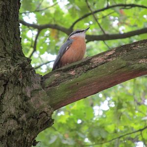 Nuthatch - Wild