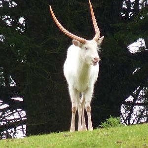 Kafue Flats Lechwe, June 2017