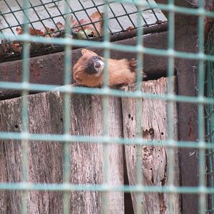 Siberian Weasel