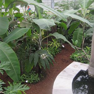 Hald Ege Miniregnskov - Den Nye Regnskov