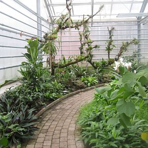 Hald Ege Miniregnskov - Den Nye Regnskov