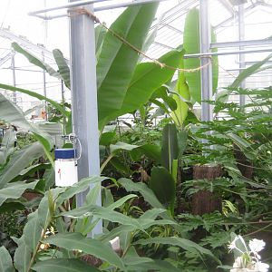 Hald Ege Miniregnskov - Den Nye Regnskov