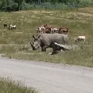 Southern white Rhinoceros & Watusi cattle-Africa section.