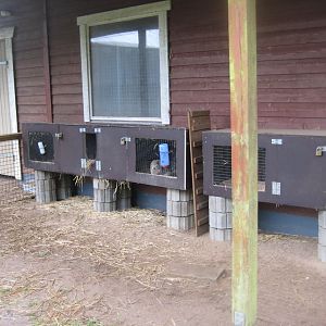 Hald Ege Miniregnskov - Outdoor area - Rabbit exhibit