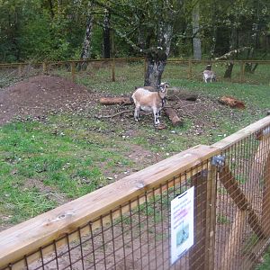 Hald Ege Miniregnskov - Outdoor area - Goat pen