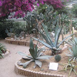 Hald Ege Miniregnskov - Desert area - Cactus garden