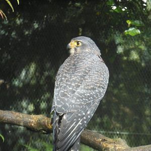 NZ Falcon (Falco novaeseelandiae)