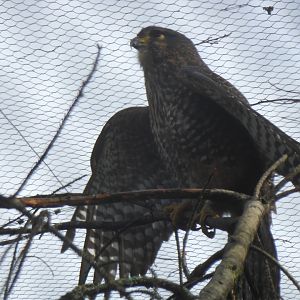NZ Falcon (Falco novaeseelandiae)