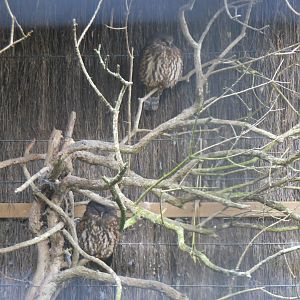 Morepork (Ninox novaseelandiae)