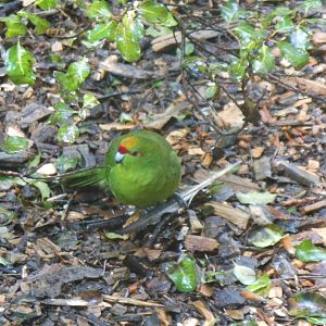 Yellow-crowned Kakariki (Cyanoramphus auriceps)