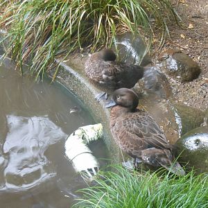 Brown Teal (Anas chlorotis)