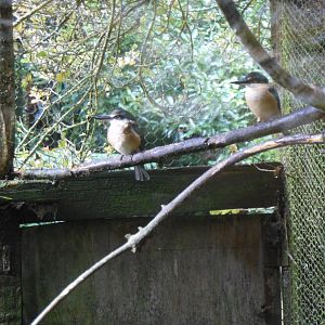 Sacred Kingfisher (Todiramphus sanctus)