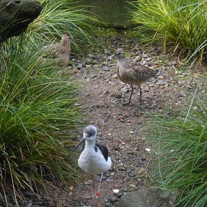 Eastern Bar-tailed Godwit (Limosa lapponica baueri)