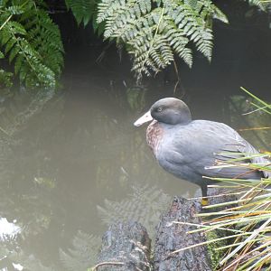Blue Duck (Hymenolaimus malacorhynchos)