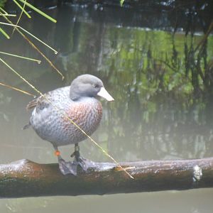 Blue Duck (Hymenolaimus malacorhynchos)