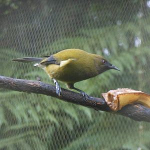 Bellbird (Anthornis melanura)