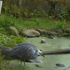 White-faced Heron (Egretta novaehollandiae)