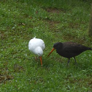 Variable Oystercatcher (Haematopus unicolor)