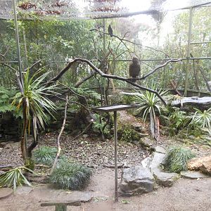 Kea enclosure