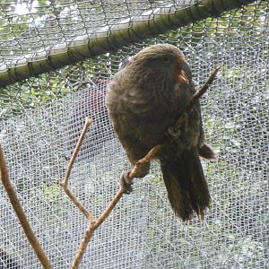 Kea (Nestor notabilis)