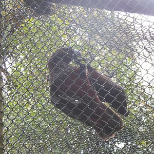 Kākā (Nestor meridionalis)