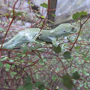 Wellington Green Gecko (Naultinus elegans punctatus)