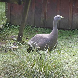 Cape Barren Goose (Cereopsis novaehollandiae)