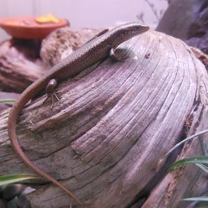 Falla's skink (Oligosoma fallai)