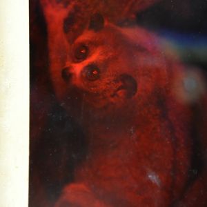 Rizzo, 5-month-old slow loris 5/21/17