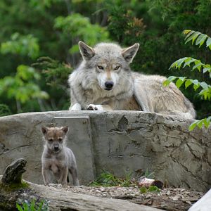 Papa Flint and one of his sons 5/21/17