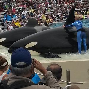 Orca show at Seaworld, San Diego, CA