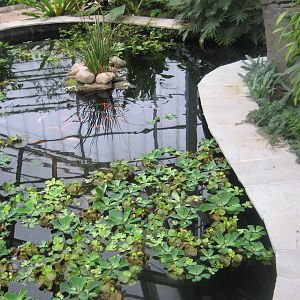 Hald Ege Miniregnskov - Den Nye Regnskov - Goldfish pond