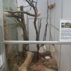 Hald Ege Miniregnskov - Desert area - Iguana exhibit