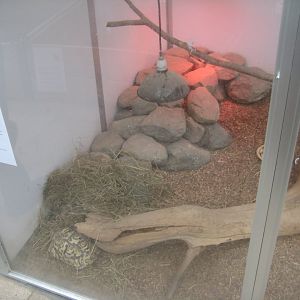 Hald Ege Miniregnskov - Desert area - Mixed tortoise exhibit