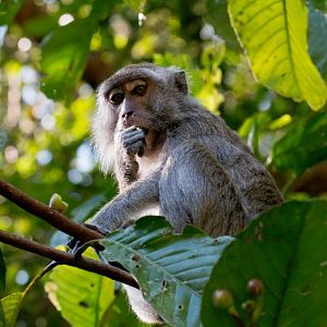 Crab-eating Macaque