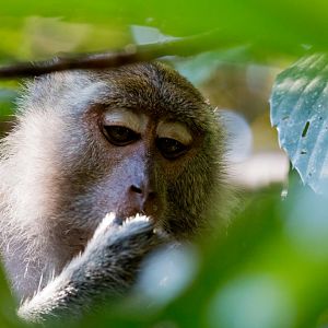 Crab-eating Macaque