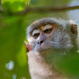 Crab-eating Macaque