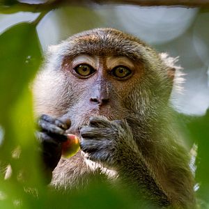 Crab-eating Macaque