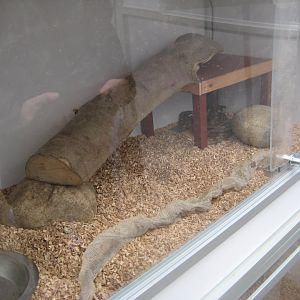 Hald Ege Miniregnskov - Desert area - Boa constrictor exhibit