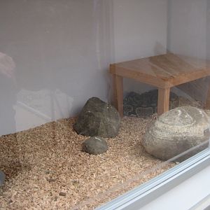 Hald Ege Miniregnskov - Desert area - Python exhibit