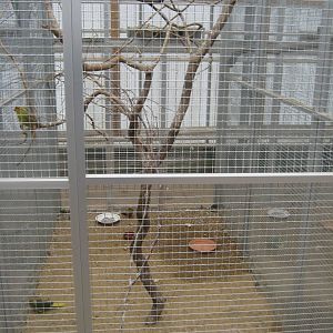 Hald Ege Miniregnskov - Desert area - Red-fronted parakeet aviary