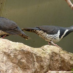 Wonga Pigeons, June 2017