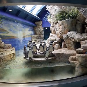 Humboldt Penguin Exhibit