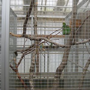 Hald Ege Miniregnskov - Desert area - Mixed lovebird aviary